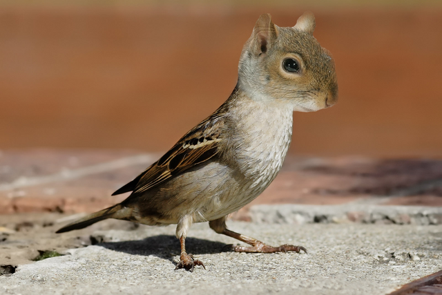 File:Squirrel Bird.png