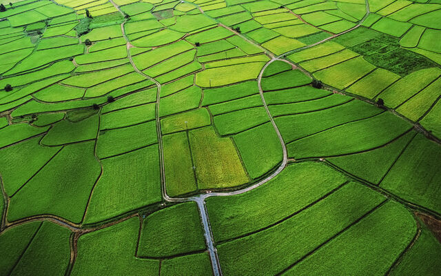 File:Rice Paddy.jpg