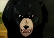 The Bear