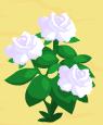 White roses