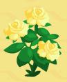 Yellow roses