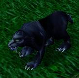 Panther
