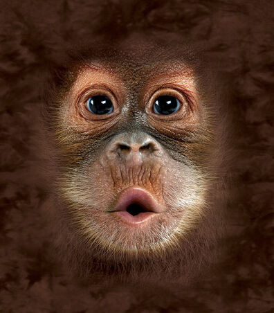 Orangutan