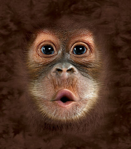 File:Orangutan.jpg