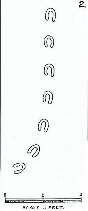 Dfootprint