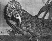 Komodo