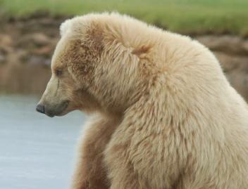 352px-Bear
