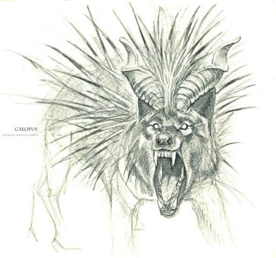 400px-Calopus