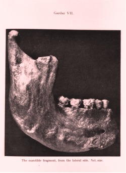 Gardar4