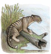 180px-Amazon Striped Tiger by SkyJaguar