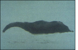 Morgawr