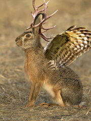 Wolpertinger.jpg