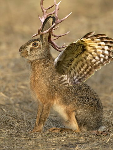 Datei:Wolpertinger.jpg