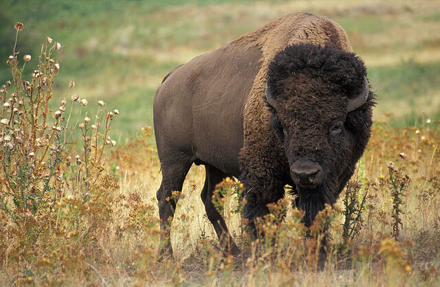 File:Bison.jpg