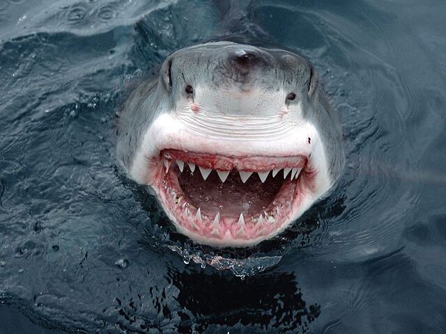 File:Jaws1.jpg