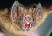Vampire-bat