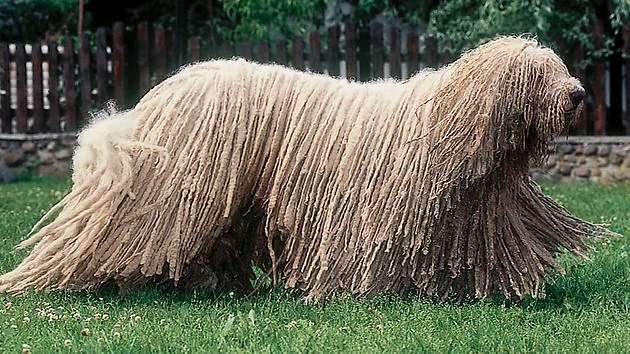 Komondor Jackys Hunde Wiki FANDOM powered by Wikia