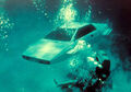 Thumbnail for version as of 17:41, March 29, 2012