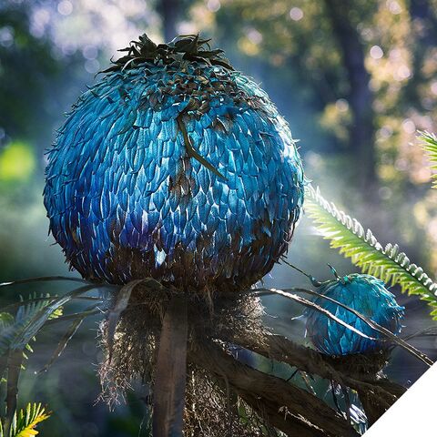 File:Pandoraworldofavatarpuffball.jpg