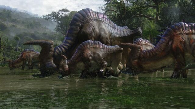 File:Sturmbeest Herd.jpg