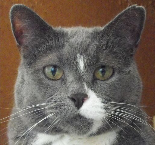 File:GumbyCloseUp.jpg