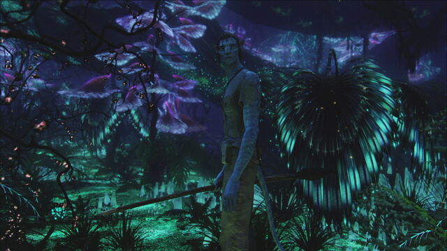 File:Bioluminescent beauty3.jpg
