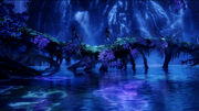 Biolumineszenz.jpg