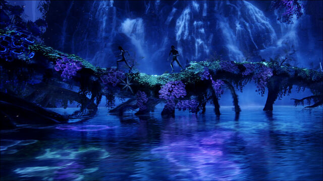 Datei:Biolumineszenz.jpg