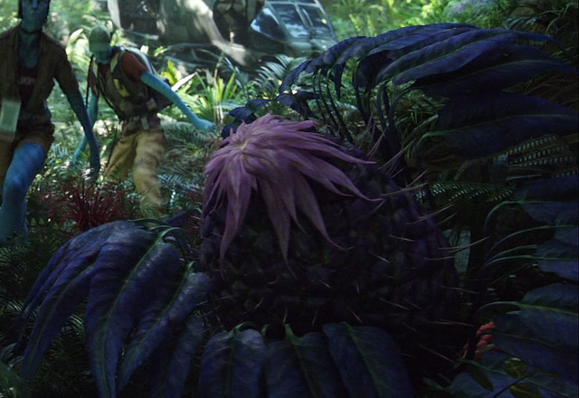File:HermitBud.png