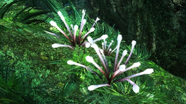 Datei:Anemonide.jpg