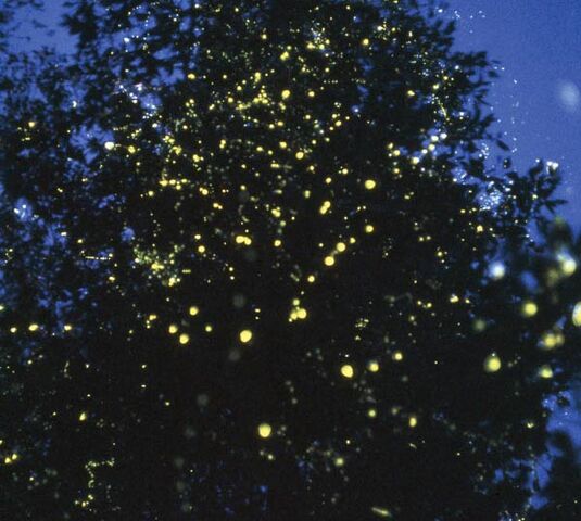 File:Fireflies.jpg