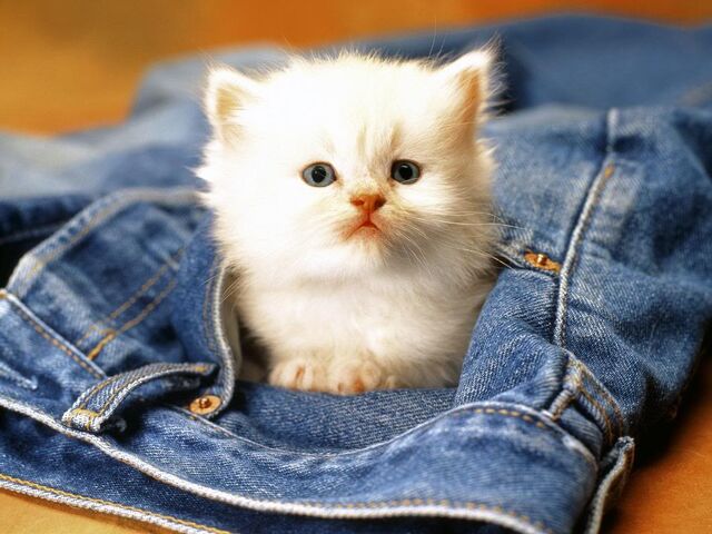 File:Animals-wallpaper-cat.jpg
