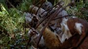 Überraschungsangriff Ewoks.jpg