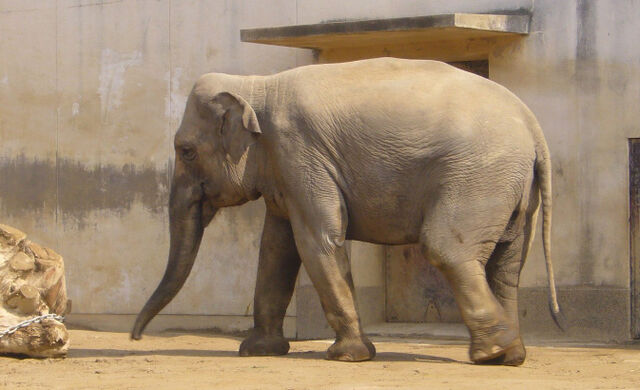 File:Elephant front page.jpg