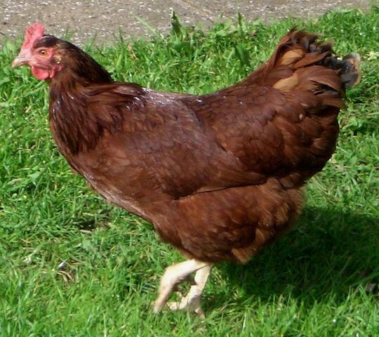File:Rhode Island Red.jpg