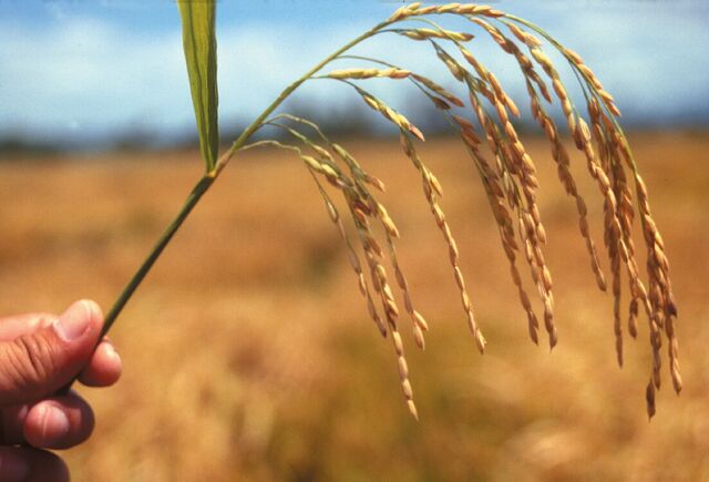 File:Rice.jpg