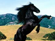8764743-fotos-caballos-g