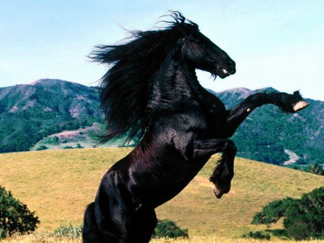 File:8764743-fotos-caballos-g.jpg