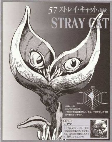 File:StrayCat.jpg