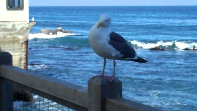File:A Cannery Row Seagull.jpg