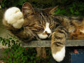 Thumbnail for version as of 13:06, September 16, 2012