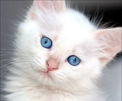 File:Snowkit.jpg