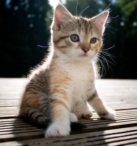 File:Reedpaw.jpg