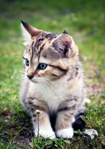 File:Willowpaw.jpg