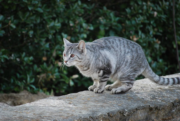 File:Stonekit Adult.jpg