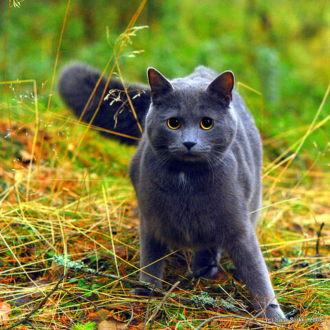 File:Strongheart.jpg