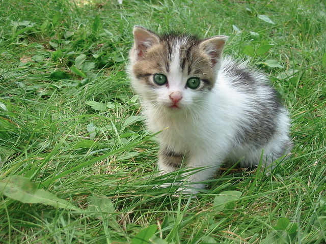 File:Ivykit.png