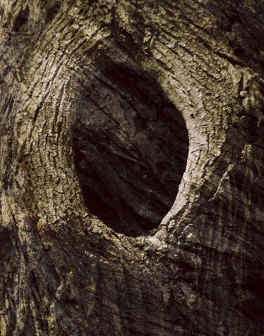 File:Treehole.jpg