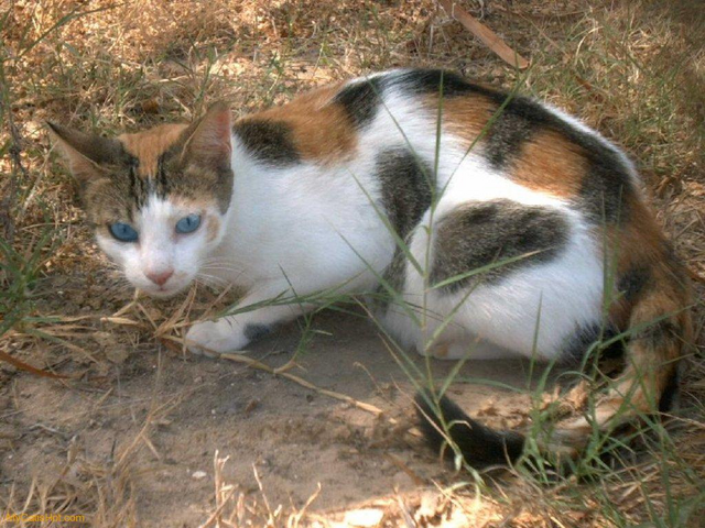 File:Flutterwing.png