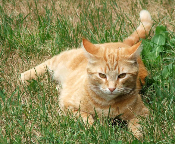 File:Flametail.jpg